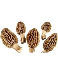 Dry Morels Mushroom Guchi India 